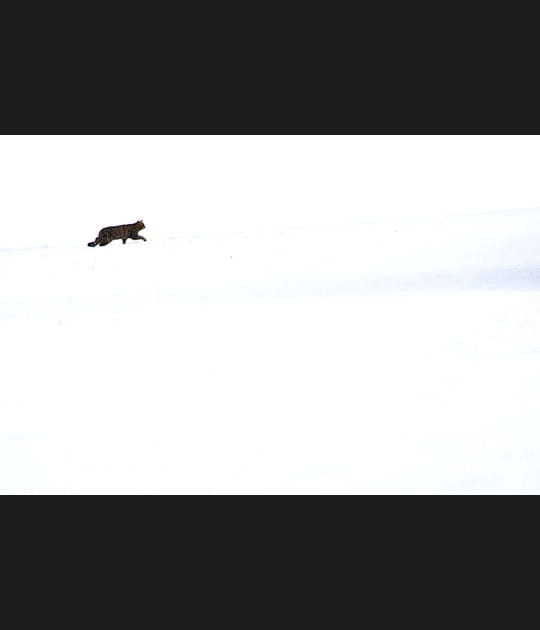 Le chat forestier fait ses premiers pas