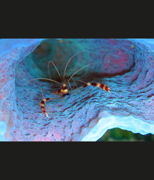 Crevette nettoyeuse dans son &eacute;ponge