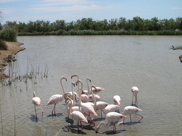 La Camargue