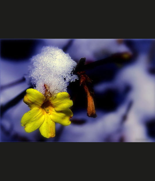 Jasmin d'hiver