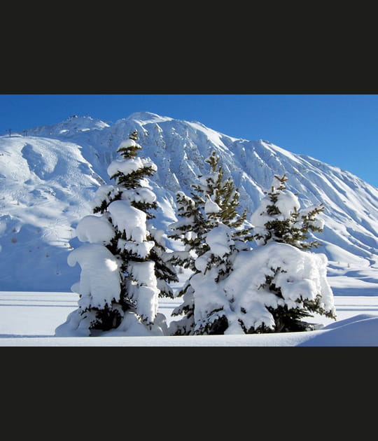 Sapins v&ecirc;tus de blanc