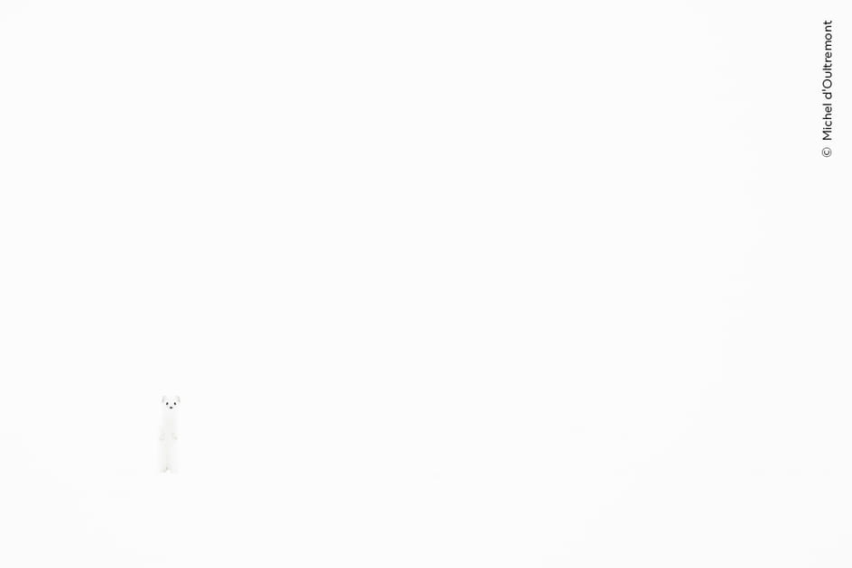 Voile blanc&nbsp;: saurez-vous trouver l'hermine&nbsp;?