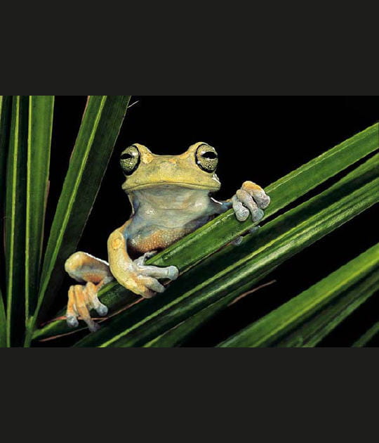 Le regard de la grenouille