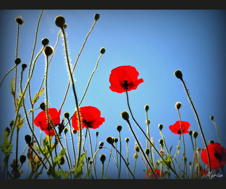 L'amour dans les champs