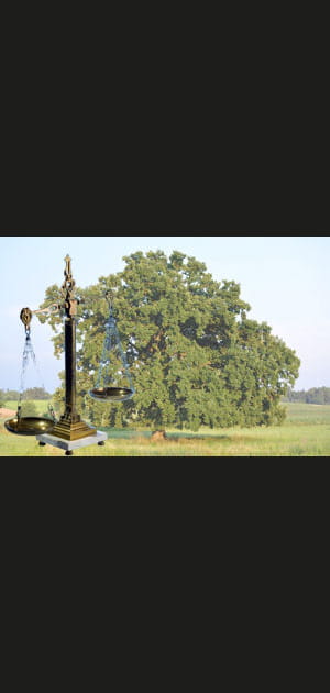 Quel sort pour un vieil arbre d&eacute;bordant de&nbsp;la&nbsp;propri&eacute;t&eacute;&nbsp;?