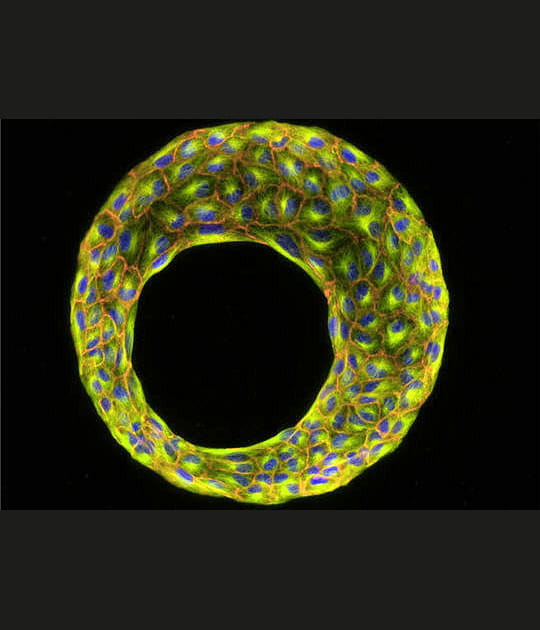 Cellules r&eacute;nales