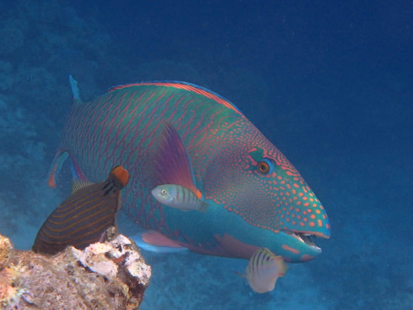 Poisson-perroquet