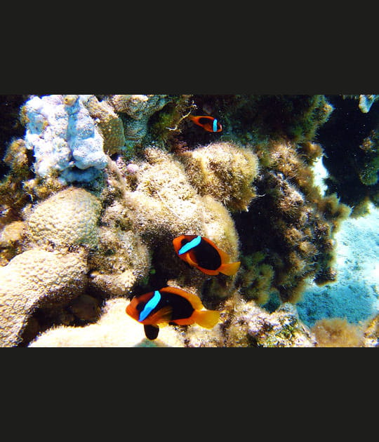 Poissons-clowns bistr&eacute;s