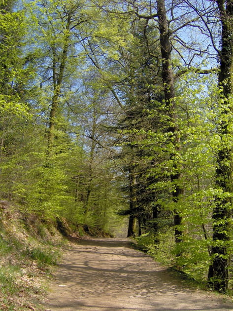 La for&ecirc;t de Huelgoat