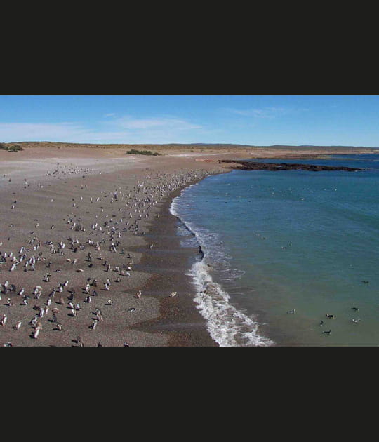 La r&eacute;serve de Punta Tombo