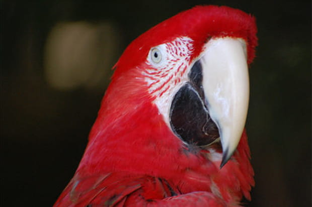 Les plumes les plus colorées sont aux Jardin aux Oiseaux