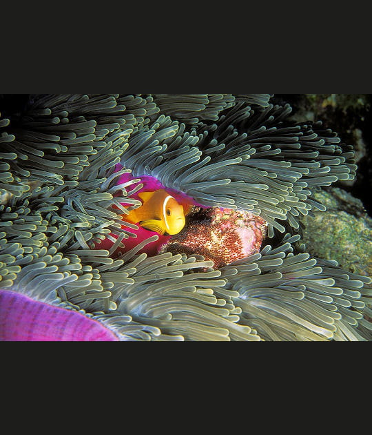 Poisson clown dans une an&eacute;mone, Maldives
