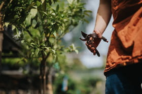 Ces 5&nbsp;plantes sont &agrave; tailler en novembre, apr&egrave;s ce sera trop tard