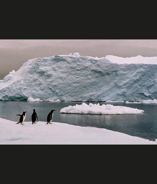 Antarctique