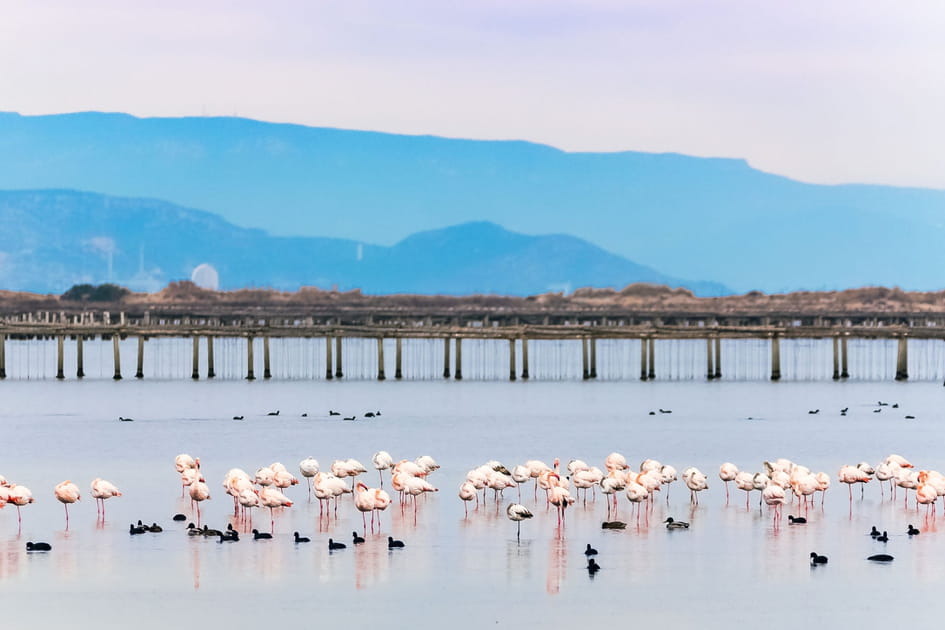 Le parc naturel du delta de l'Ebre, en Espagne