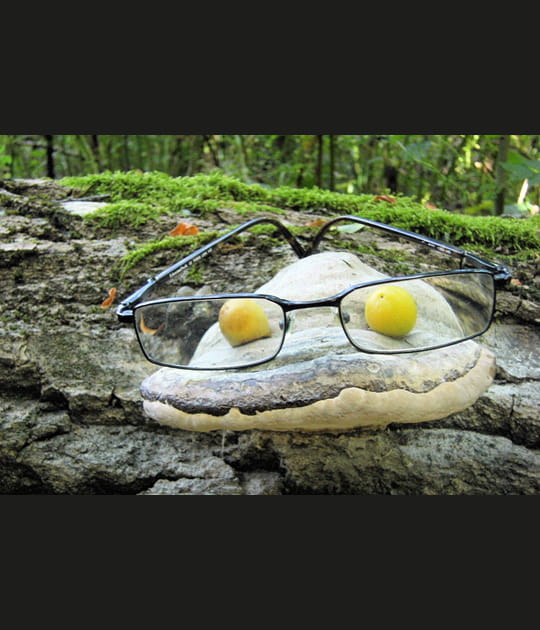 Dr&ocirc;le de champignon &agrave; lunettes