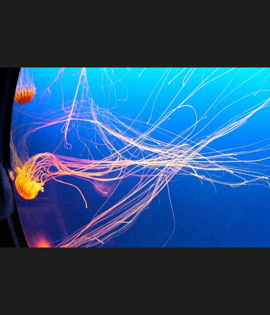 L'un des plus grands aquariums du&nbsp;monde