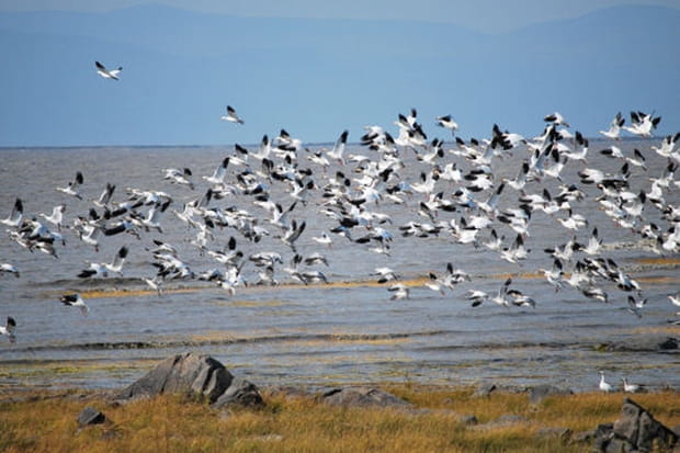 L'arrivée des oies blanches