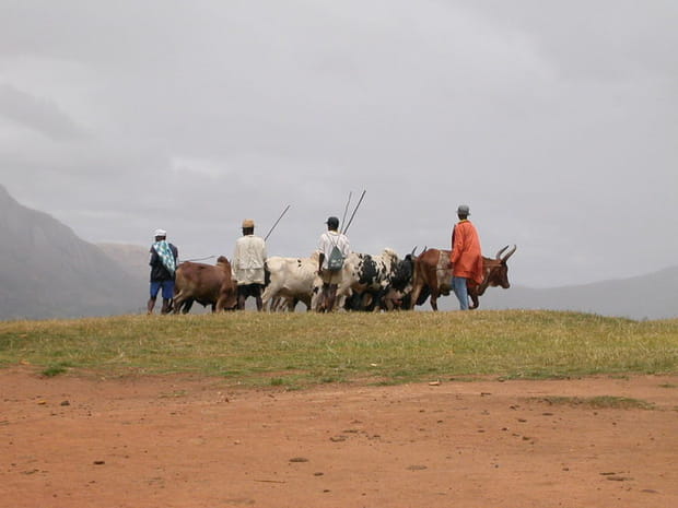 Des pâtres et leurs zébus