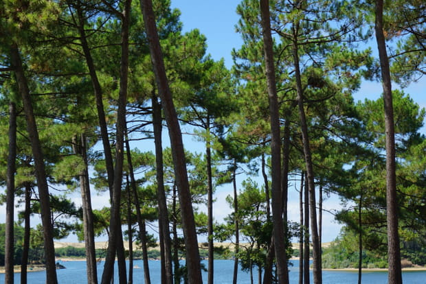 La forêt des Landes de Gascogneen, Nouvelle-Aquitaine