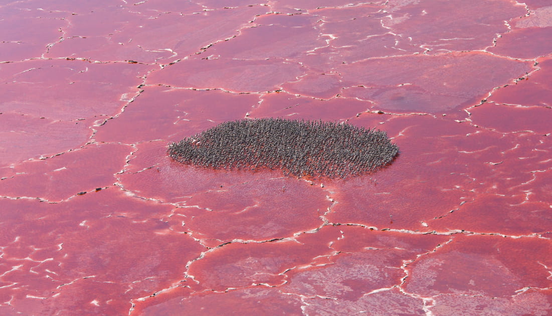 Ce lac rose est une merveille de la nature, d'o&ugrave; lui vient ce coloris&nbsp;?