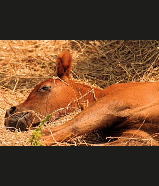 Le poulain dort