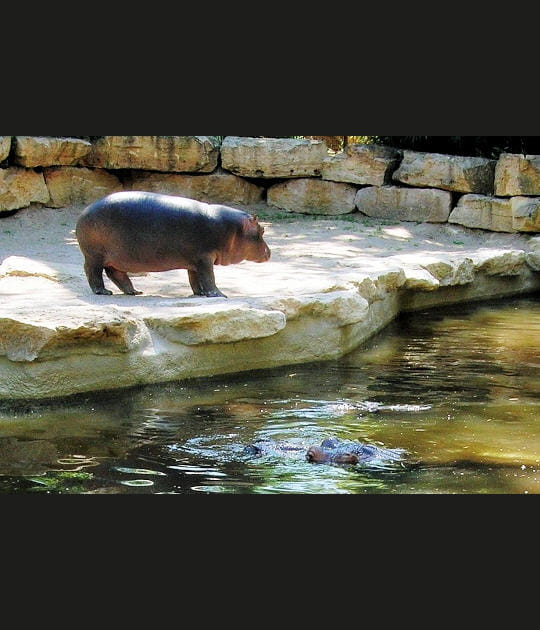 Le clan des hippopotames