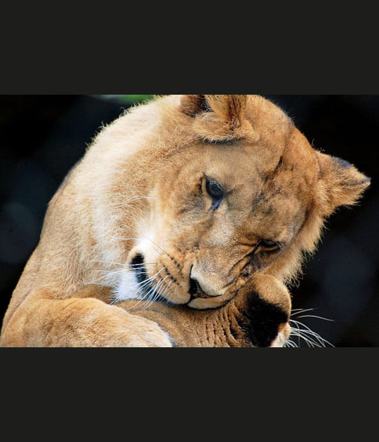 Lionne