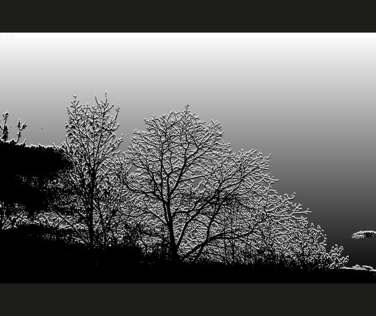 Dentelles d'arbres