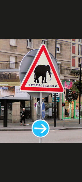 Passage d'&eacute;l&eacute;phants&nbsp;?