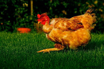 Vos meilleures images d'avril
