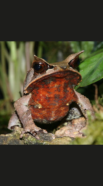 Grenouille cornue asiatique en Indon&eacute;sie