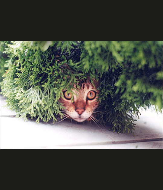 Chat c&egrave;dre