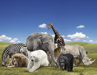 Sur les traces de l'ours de Gobi