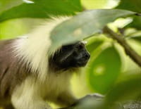 La Colombie sauvage : Par monts et par vaux
