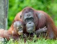 Bienvenue chez les orangs-outans : Deux adolescentes très précoces