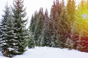 Les sapins vendus &agrave; No&euml;l viennent de ces 3&nbsp;r&eacute;gions, les Vosges et l'Alsace n'en font pas partie