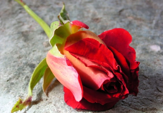 Rose coupée