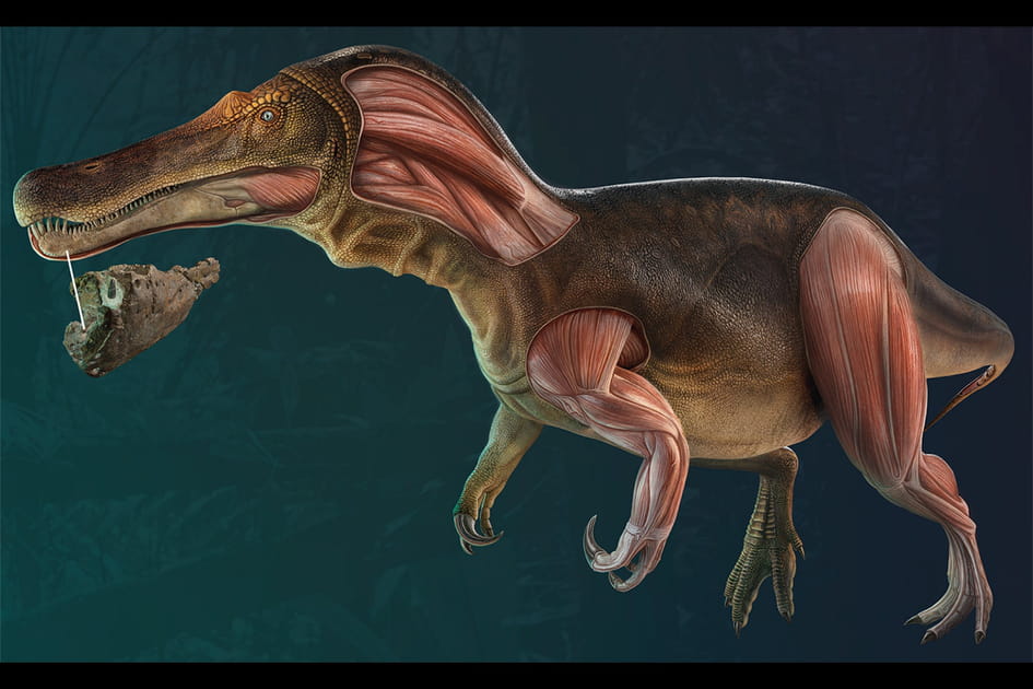 Ces&nbsp;dinosaures incroyables ont &eacute;t&eacute; d&eacute;couverts derni&egrave;rement&nbsp;: un dinosaure &agrave; t&ecirc;te de crocodile