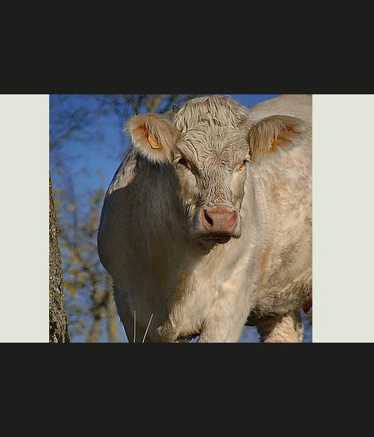 Regard franc