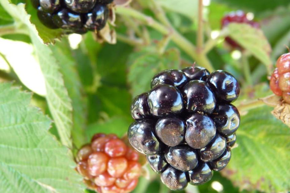 Des fruits dans un petit potager : Rubus &quot;Little Black Prince&quot;