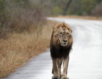 Au coeur des parcs nationaux : Parc national de Kruger (Afrique du Sud)