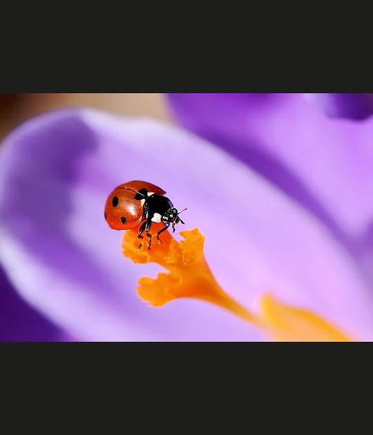 Acrobate de mars