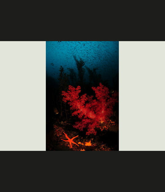 Etoile des mers rouge