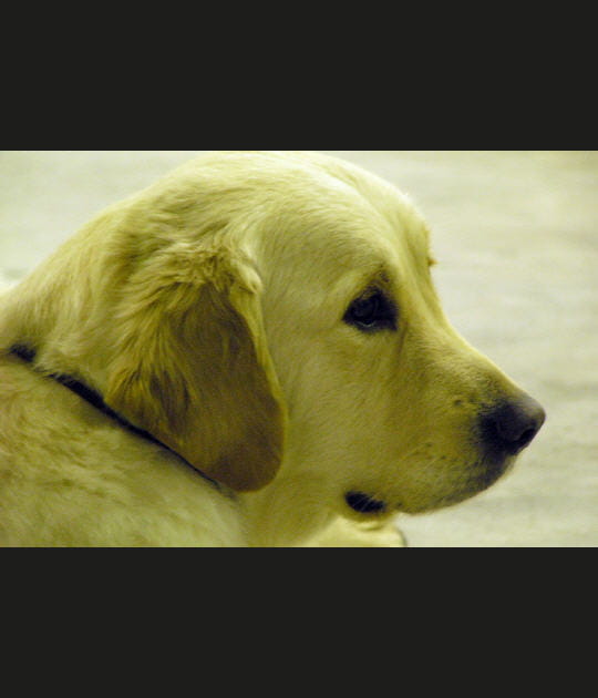 Un chien en or