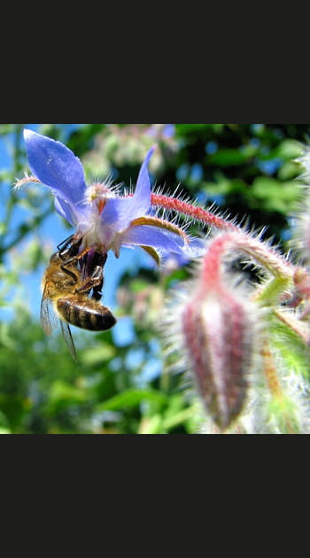 L'abeille