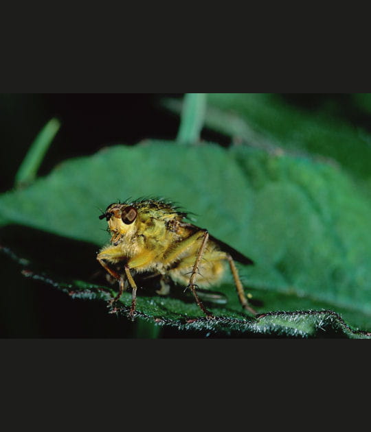 La mouche jaune