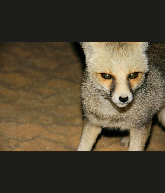Nez &agrave; nez avec un fennec