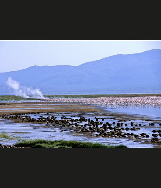 Les flamants roses au milieu des geysers