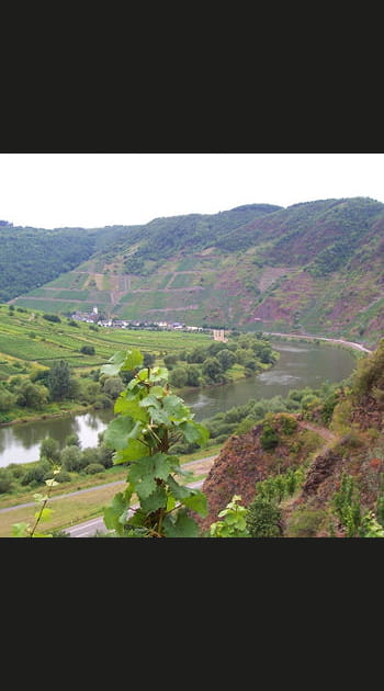 L'Allemagne, la terre du Riesling